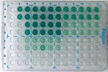 Commonly-used-96-well-microtiter-plate-for-ELISA-showing-positive-detection-by-green.png